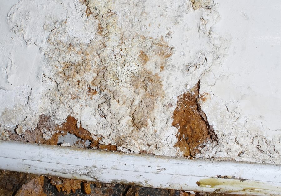 Questions To Ask Your Mold Removal Company