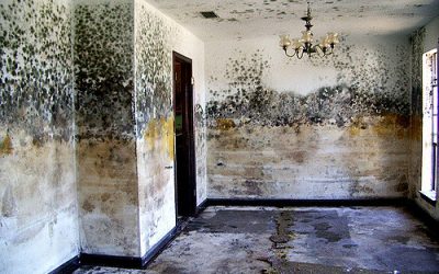 Can You Stay In Your Home During Mold Remediation?