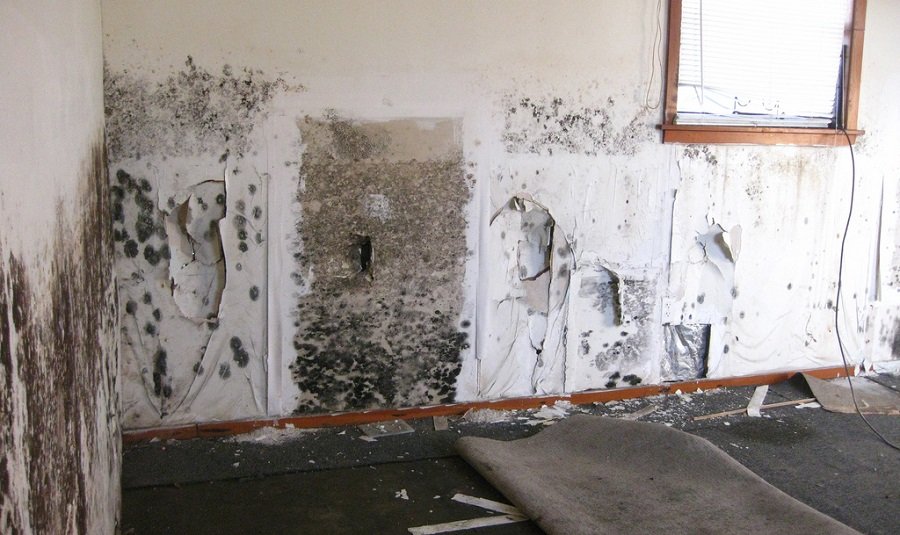 Get Rid Of Black Mold In House