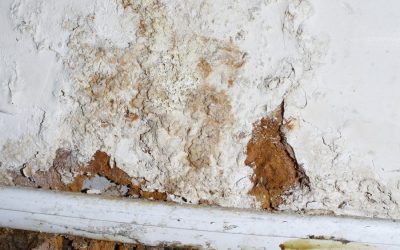 What Questions To Ask Your Mold Removal Company