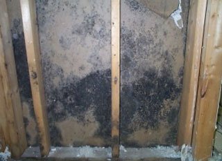 Remove Mold From Inside Walls