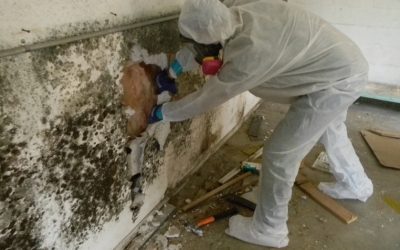 Why Hire A Mold Remediation Company